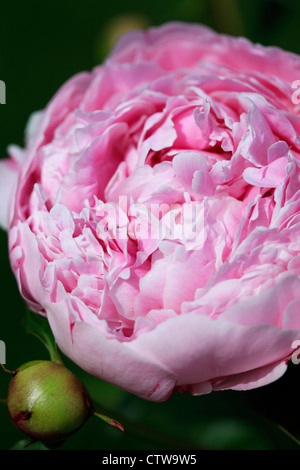 Close up of layers of pink peony flower petals starting to bloom Stock ...