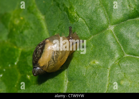 An amber snail (Succinea putris) on a leaf at Goring-on-Thames, south Oxfordshire. May. Stock Photo