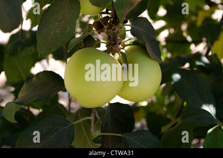 Golden delicious apples on the tree, almost ripe Stock Photo