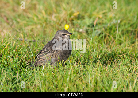 A juvenile starling (Sturnus vulgaris) in grassland waiting to be fed by its parents, at Elmley Marshes National Nature Reserve Stock Photo