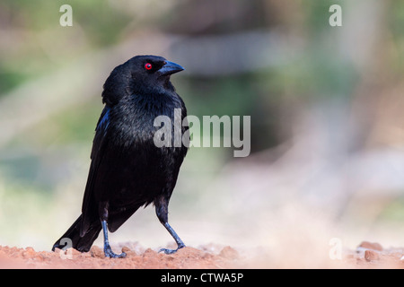 Bronzed Cowbird, Molothrus aeneus, puffed up male territorial behavior at a ranch in South Texas. Stock Photo