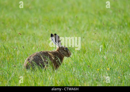 A brown hare (Lepus capensis) in a field at Elmley Marshes National Nature Reserve, Isle of Sheppey, Kent. May. Stock Photo