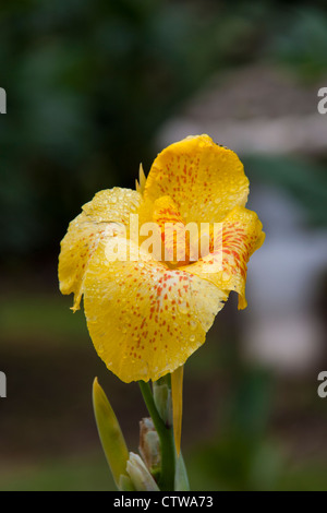 Canna flowers in tropical gardens at Savegre Mountain Lodge in Costa Rica.