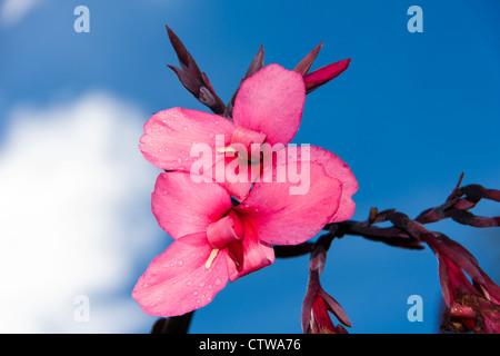 Canna flowers in tropical gardens in Costa Rica. Stock Photo