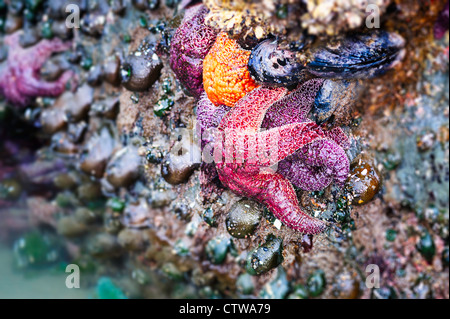 Ochre sea stars feed on a bed of mussels in a tide pool on the Oregon coast. Stock Photo