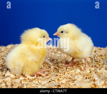 HY-LINE WHITE LEGHORN LAYER CHICK/1 DAY OLD LAYER CHICK STUDIO Stock Photo