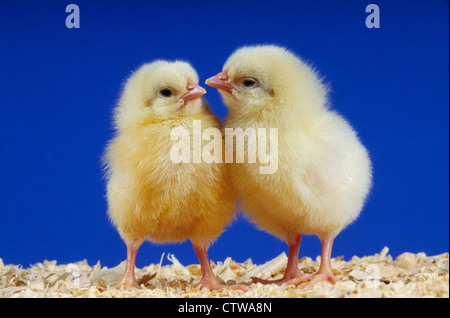 HY-LINE WHITE LEGHORN LAYER CHICK/1 DAY OLD LAYER CHICK STUDIO Stock Photo