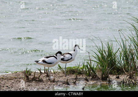 A pair of avocets (Recurvirostra avosetta) standing on a small island at Elmley Marshes National Nature Reserve, Isle of Sheppey Stock Photo