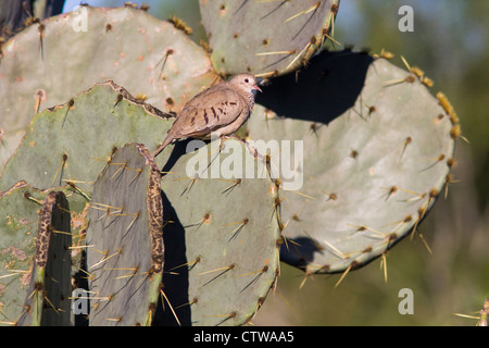 Common Ground-Dove, Columbina passerina, on cactus plant at a ranch in South Texas. Stock Photo