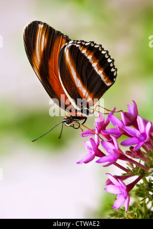 Banded Orange butterfly (Dryadula phaetusa) on pink star flowers Stock Photo