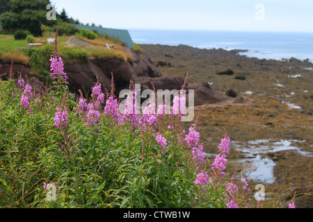 Pink lupines growing on the side of a cliff along the shore in the Bay of Fundy at low tide showing seaweed Stock Photo