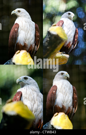 Brahminy Kite (Haliastur indus) in captivity. Stock Photo