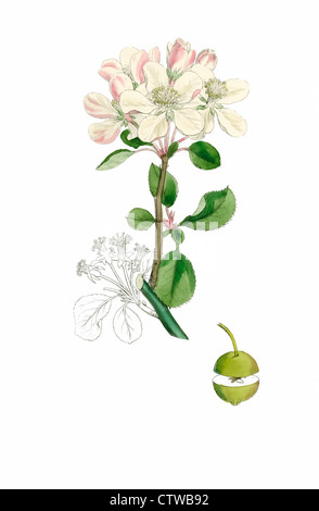 illustration of crab apple by sowerby Stock Photo