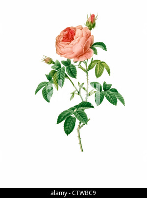 illustration of rosa centifolia burgundiaca, Burgundy rose -  variation of provence rose or cabbage rose or Rose de Mai Stock Photo