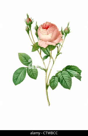 illustration of rosa centifolia cornea, variation of provence rose or cabbage rose or Rose de Mai Stock Photo