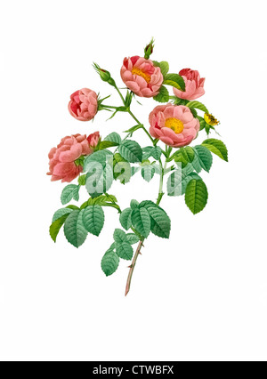 illustration of rosa mollissima, apple rose Stock Photo