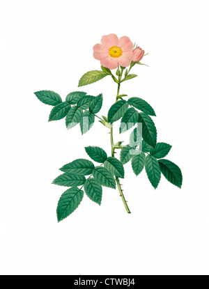 illustration of rosa villosa pomifera Stock Photo