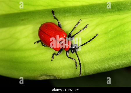 Red Lilly Beetle in close up. Stock Photo