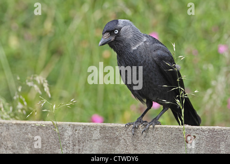 Nordic Jackdaw (Corvus monedula soemmerringii) Stock Photo