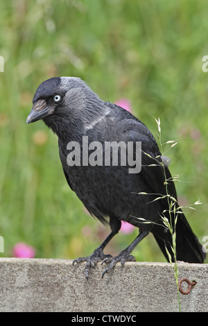 Nordic Jackdaw (Corvus monedula soemmerringii) Stock Photo