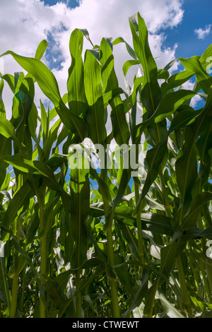 Cornfield Stock Photo