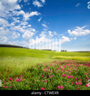 green meadow with sky and clouds and pink flowers Stock Photo