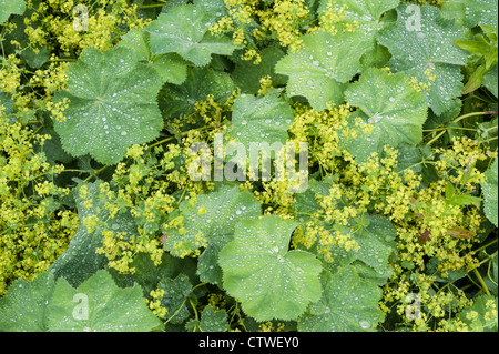 Lady's Mantle Alchemilla herbaceous perennial plants part of the Rosaceae family