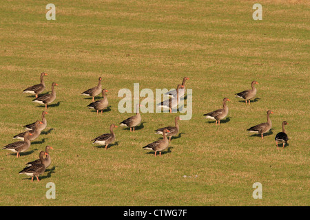 Greylag geese in field, Orkney isles Stock Photo