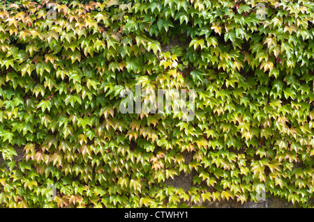 wall covered with green ivy Stock Photo