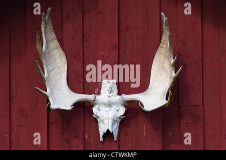 Bleached moose antlers (Alces alces) hanging from red wooden wall as hunting trophy, Jämtland, Sweden Stock Photo
