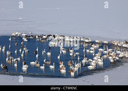 Flock of Mute swans (Cygnus olor) swimming in open water hole in the ice of lake in winter, Germany Stock Photo