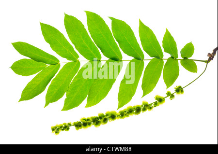 isolated leaf of Caucasian walnut tree Stock Photo
