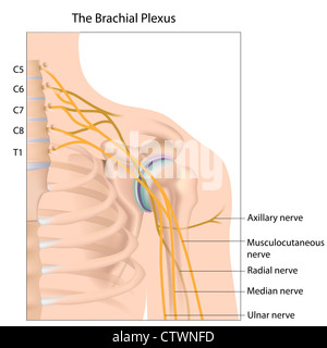 Brachial plexus nerve network Stock Photo