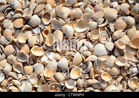 Texture Of Sea Shells Stock Photo