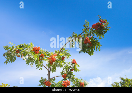 sorbus domestica alamy rowanberry