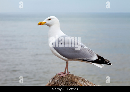 Herring gull at Sidmouth, Devon, UK Stock Photo