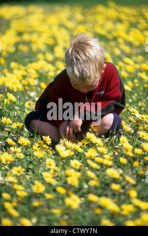 Boy sitting in field of yellow wild flowers. 3 Stock Photo