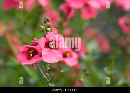 Diascia barberae 'Ruby Field' growing in a pot in an English garden. Stock Photo