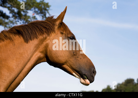Equus ferus caballus. Portrait of a chestnut, thoroughbred horse head. Stock Photo