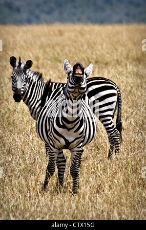 Pregnant Burchell's Zebra, Equus quagga, snickering, Masai Mara National Reserve, Kenya, Africa Stock Photo