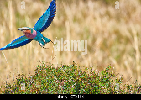 Lilac-Breasted Roller, Corcias caudata, in flight, Masai Mara National Reserve, Kenya, Africa Stock Photo