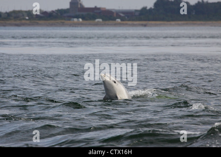 Bottlenose dolphins (Tursiops truncatus) calf, Chanonry Point, Moray Firth, Scotland, UK Stock Photo