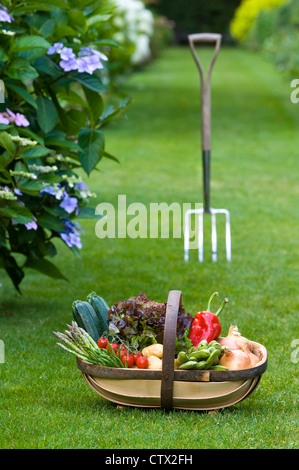 freshly harvested home grown vegetables in a wooden trug Stock Photo