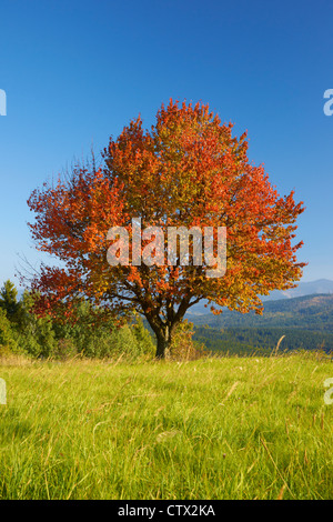 Single tree in autumn colour, Poland Stock Photo