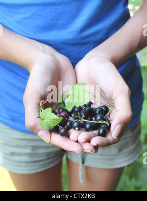 Woman hand picking ripe black currant; Stock Photo