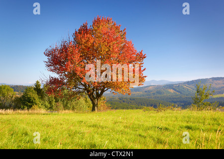 Single tree in autumn colour, Silesian Beskid Landscape Park, Poland Stock Photo