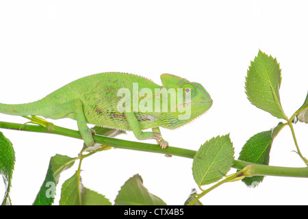 little green chameleon on a branch Stock Photo