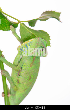 little green chameleon on a branch Stock Photo