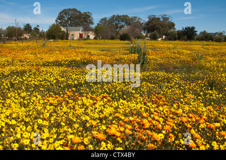 Spring flower display with African Daisies and Cape Daisies at the edge of the village Nieuwoudtville, Namaqualand, South Africa Stock Photo