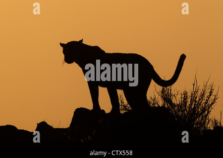 Leopard (Panthera pardus) silhouetted against an orange sky at sunrise, South Africa Stock Photo